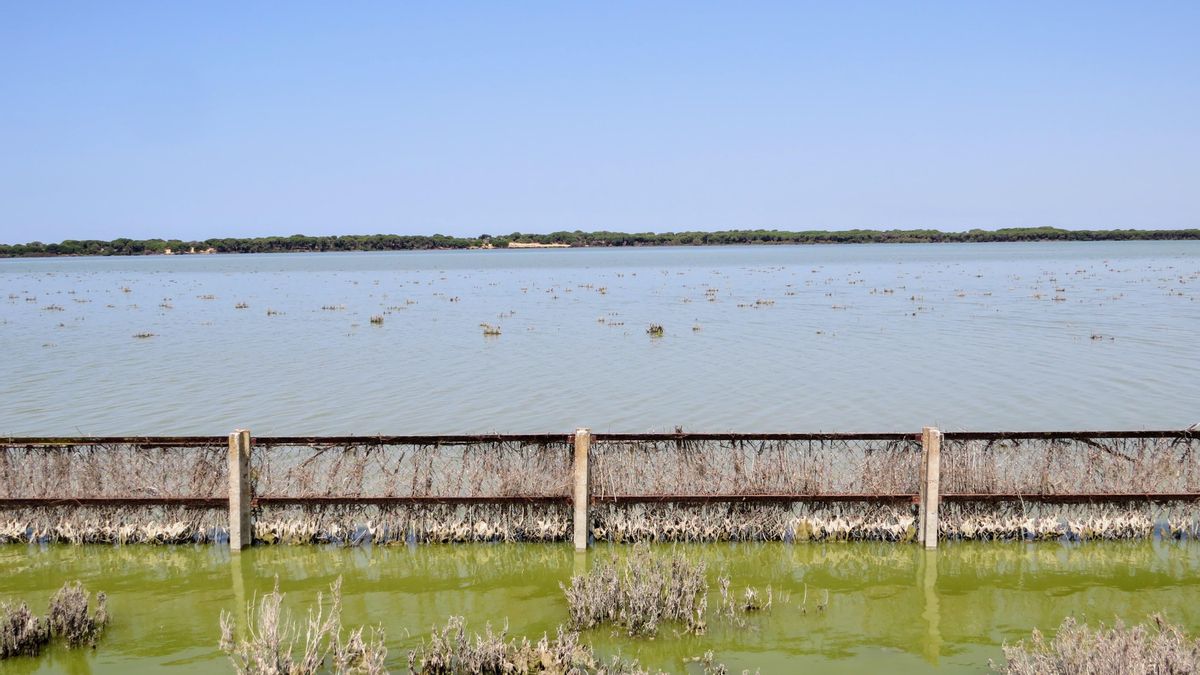Vista de la marisma de Doñana por la Vereda de Sanlúcar el 2 de julio.