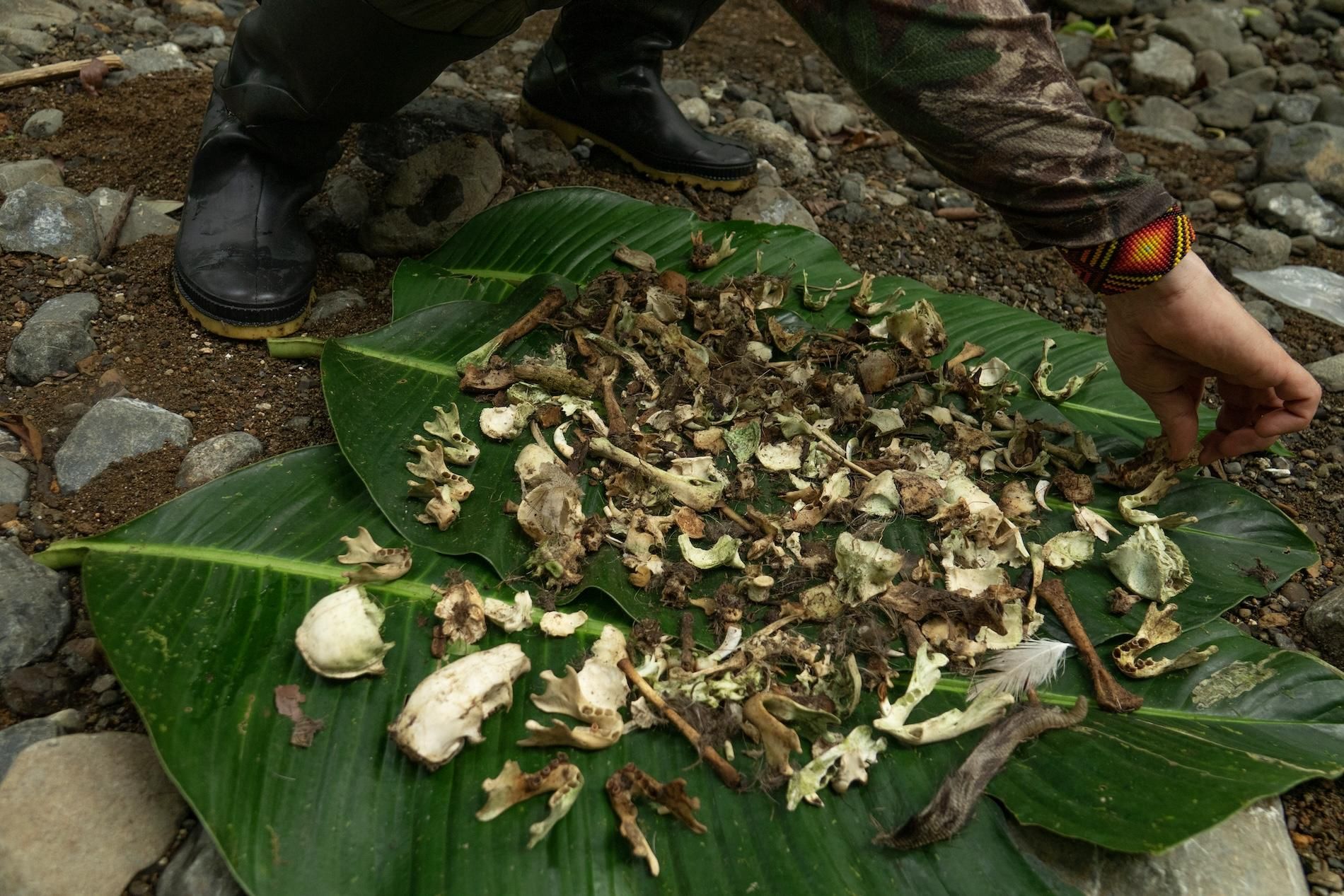 Restos de presas consumidas en un nido de águila harpía en el Chocó. Los investigadores reúnen los restos para saber de qué se alimenta el águila y cómo se está relacionando con el ecosistema. Foto: cortesía Mateo Giraldo Amaya