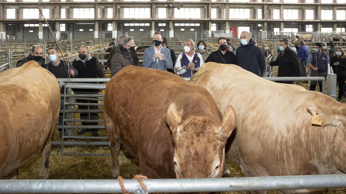 Archivo - El consejero de Desarrollo Rural, Ganadería, Pesca, Alimentación y Medio Ambiente, Guillermo Blanco, en el Mercado Nacional de Ganados.