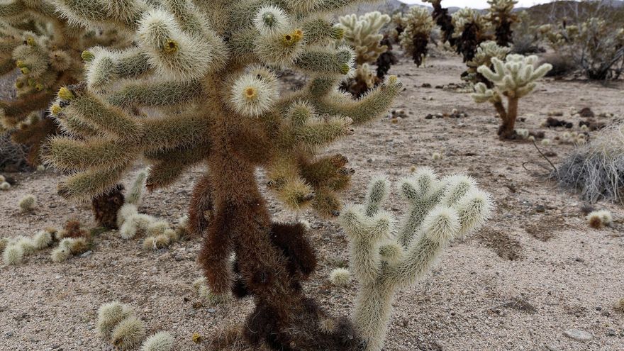 Cactus Cholla. Esta especie cubre grandes áreas en los desiertos del oeste norteamericano.