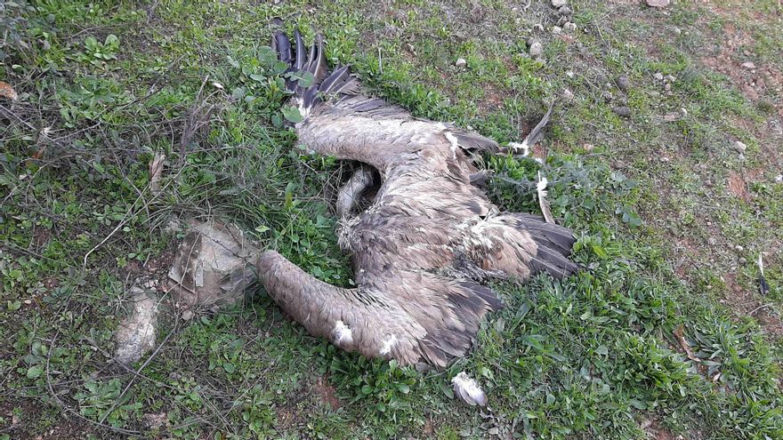 Esparvel reclama al Gobierno de Page que obligue a usar munición sin plomo al sector cinegético, "sin más dilación"