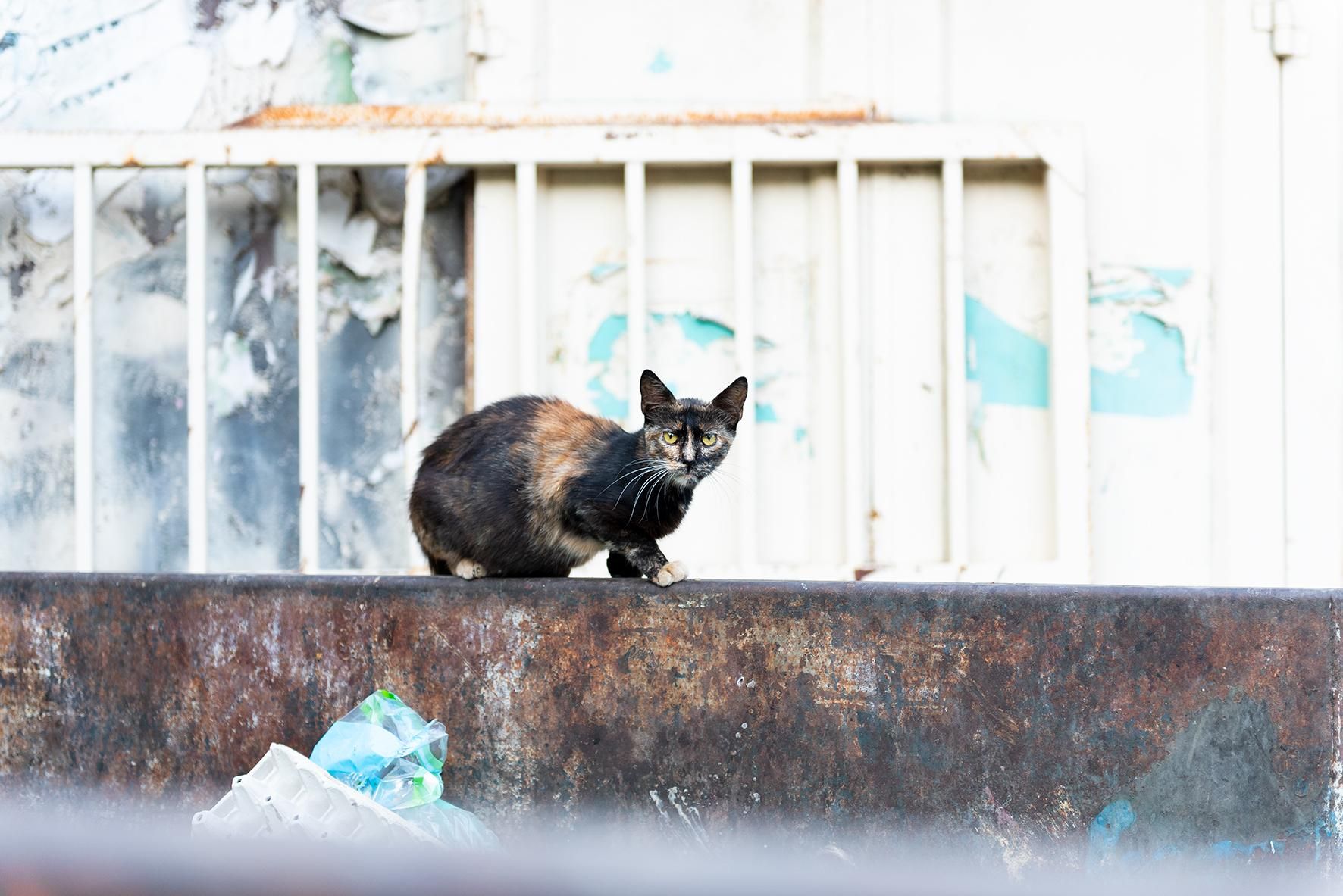 Gato callejero en Palestina