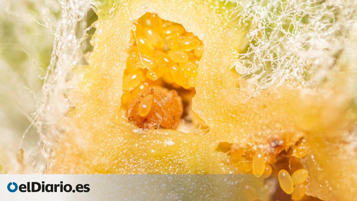 Canary Government Identifies Four New Cases of Phylloxera in Tenerife