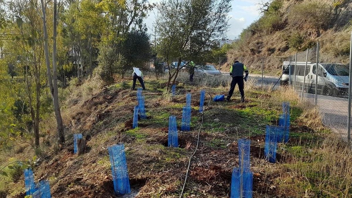 Tareas de reforestación tras un incendio.