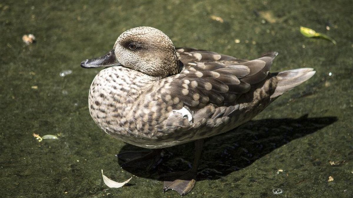 Estos pequeños patos eran abundantes en humedales pero ahora en este zoo abrirán centros de cría para que no desaparezcan