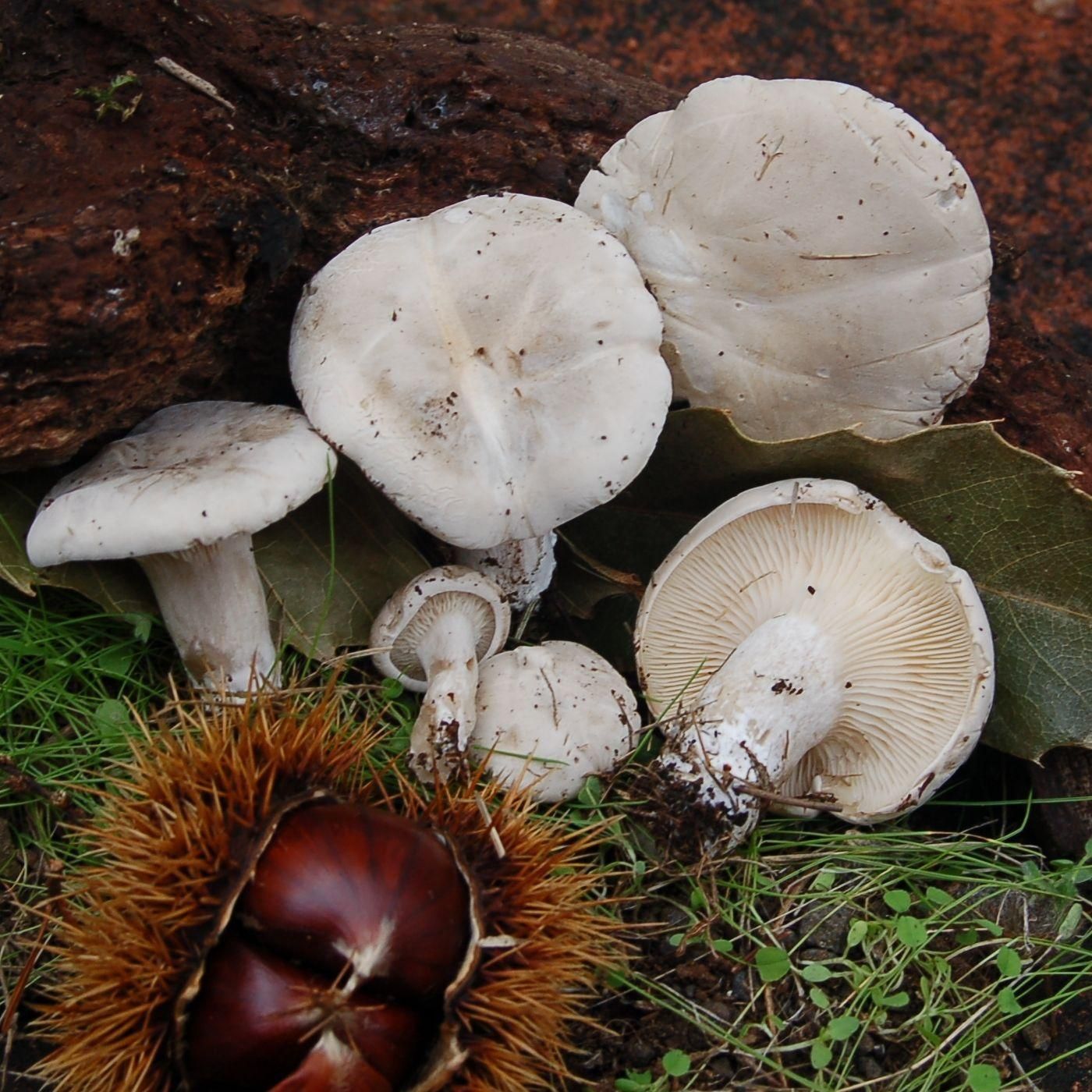 Una de las setas que crecen en los bosques de La Palma. ROSE MARIE DÄHNCKE