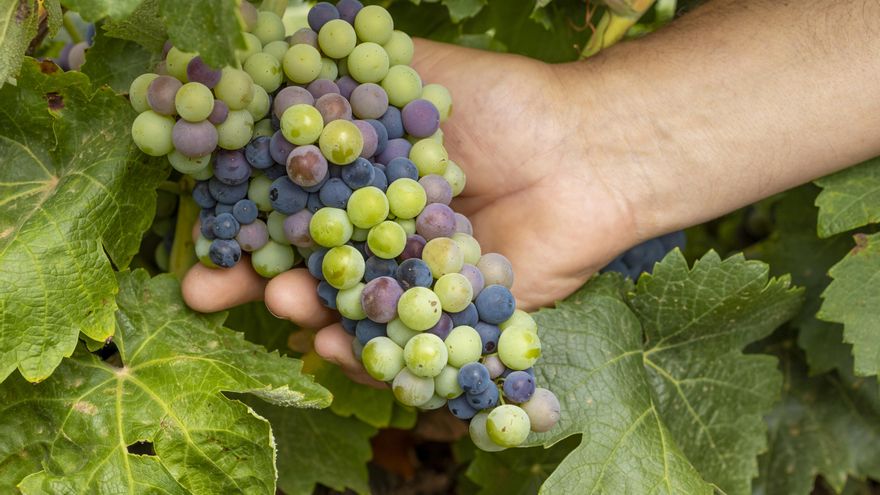 La maduración de las uvas en La Mancha se adelanta y los viticultores encaran la recta final para iniciar la vendimia