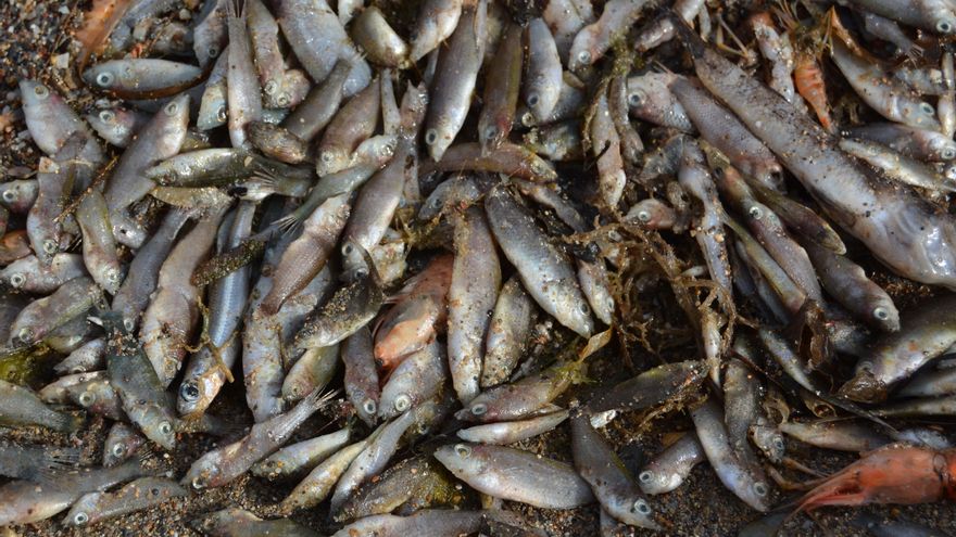 Anoxia, toxicidad y altas temperaturas en el Mar Menor: los factores que podrían haber matado a miles de peces según el Instituto Oceanográfico