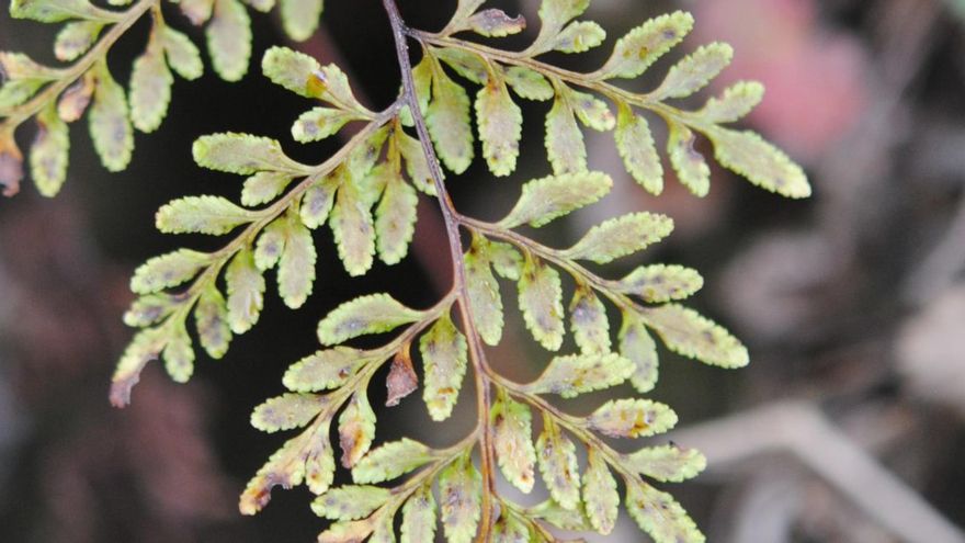 Escarabajo de Hitler, abeja de Beyoncé, ¿es adecuado poner nombres humanos a las especies?