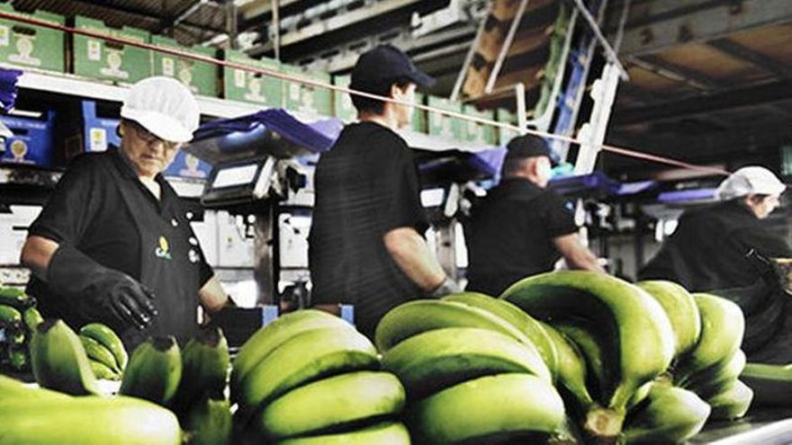 Los plataneros de la UE temen que el 'brexit' reduzca los fondos para la agricultura