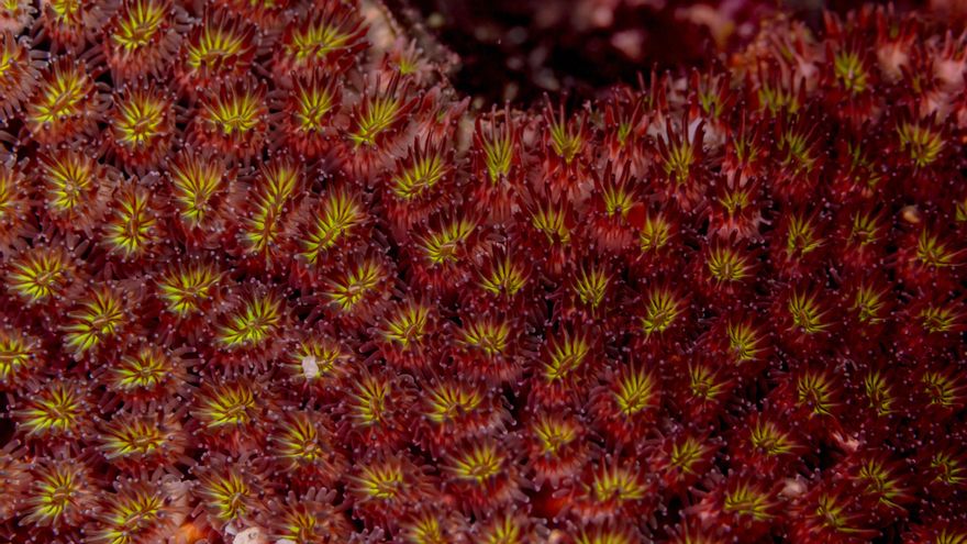 Este es el curioso motivo por el que el Mar Rojo recibe ese nombre