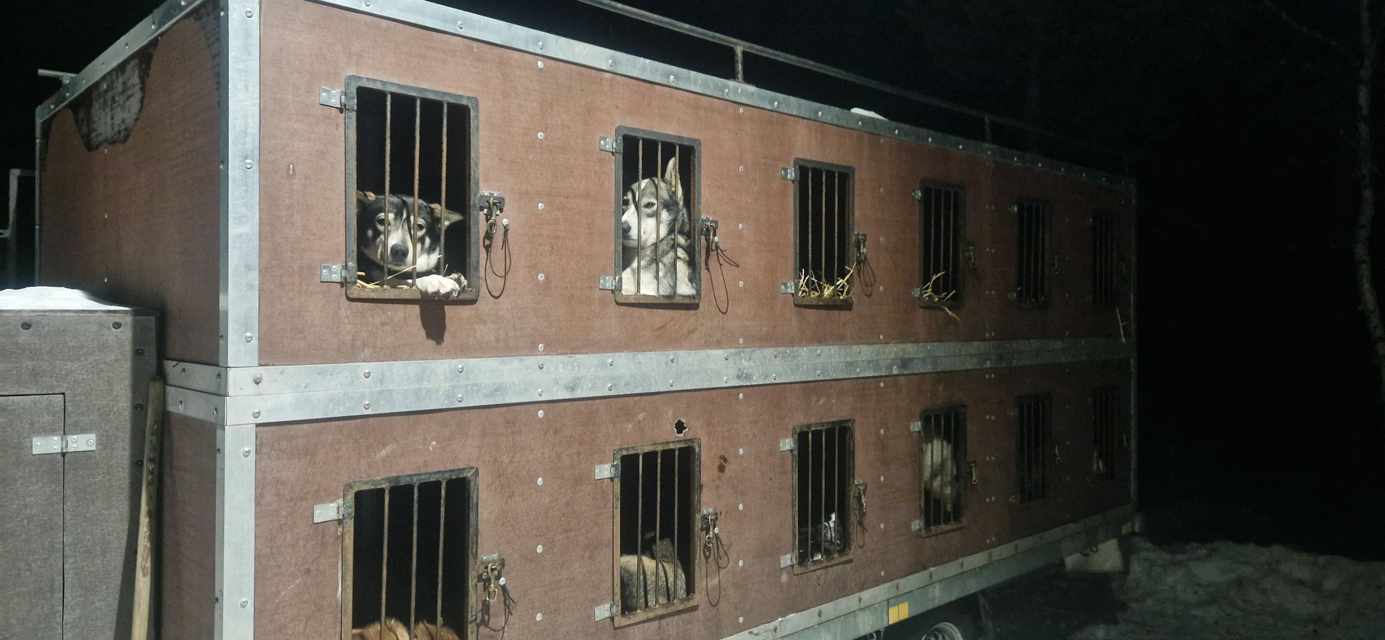 Huskies in un camión