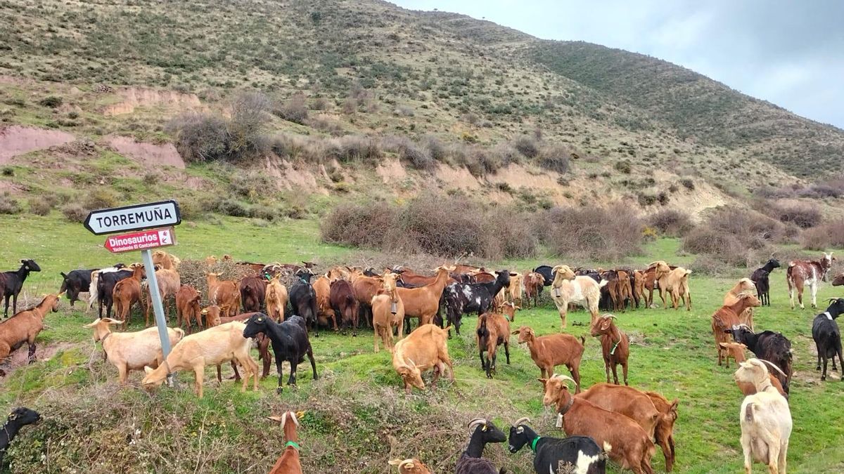 Cabras que protegen el monte de los incendios y refuerzan la única denominación de origen de queso de La Rioja