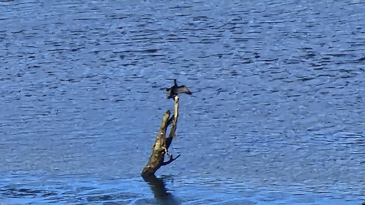 Aves en el embalse de Selga de Ordás.