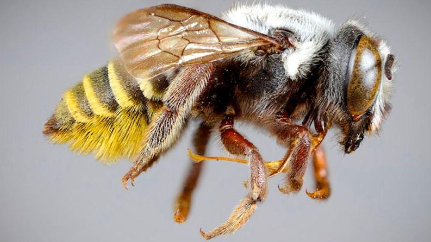 Investigadores de la UBA descubrieron cuatro nuevas especies de abejas en la Argentina