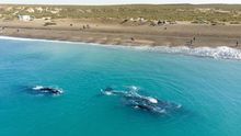 Fotografía cedida por Puerto Madryn que muestra las ballenas en Puerto Madryn el pasado mes de agosto del 2019, en Chubut (Argentina).