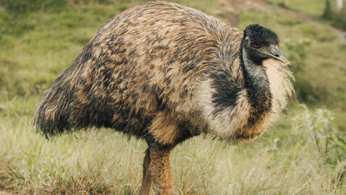 Un emú, un ave originaria de Australia y catalogada como la tercera más grande del mundo.