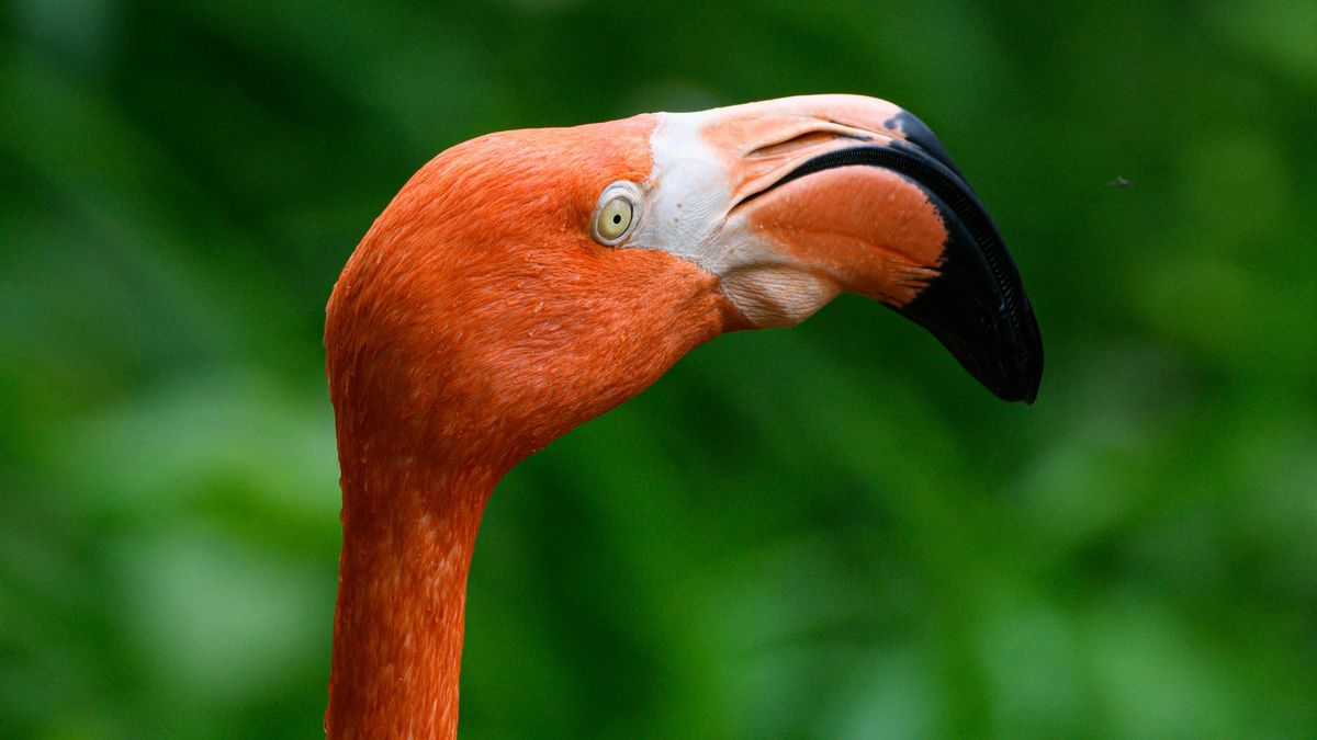 ¿Qué tendría que comer un flamenco para cambiar de color? La ciencia apunta a límites difíciles de superar