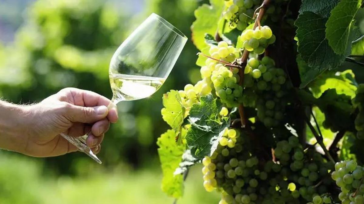 El Malbec es la variedad preferida por los consumidores argentinos.