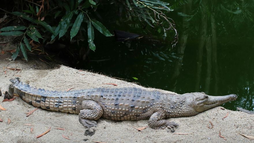 Descoberta casca de ovo de crocodilo mais antiga da Austrália
