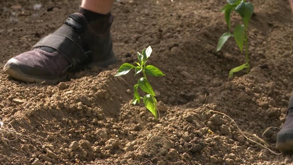 Investigadores de la ULE analizan por qué los consumidores pagan más por alimentos ecológicos