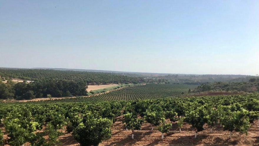 La Junta sustrae 104 millones al regadío de Tierra de Barros, cada vez más lejos de hacerse realidad