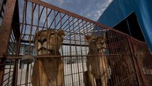 Castilla-La Mancha quiere prohibir circos con animales salvajes y sacrificio en perreras