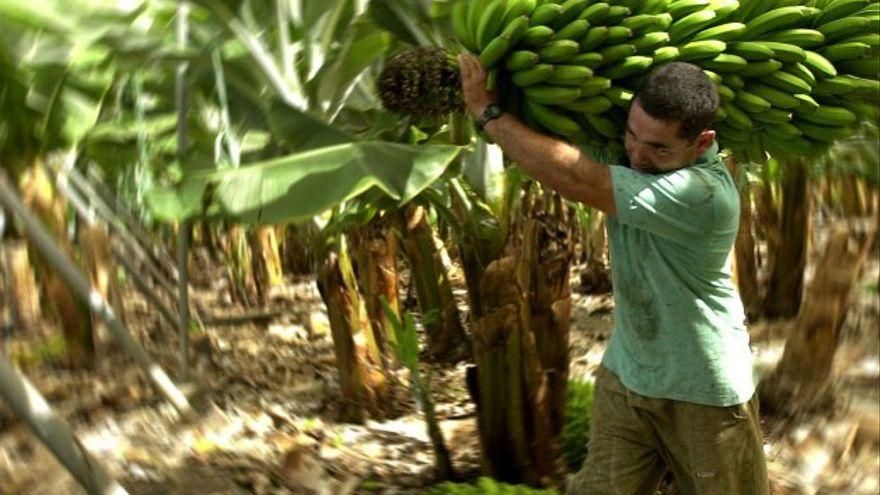 El plátano se podrá vender a pérdidas si en el global del año se cubren los costes de producción
