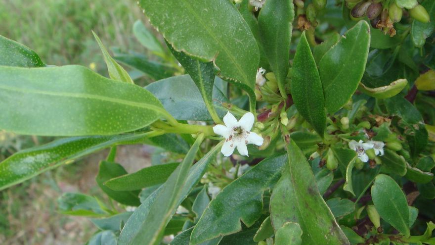 Ejemplar de mioporo.