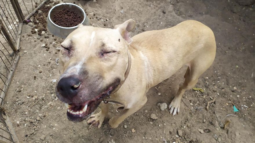 El fin temporal del “campo de concentración” de animales en la bahía de Cádiz no convence: "Es un parche"