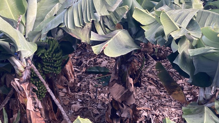 El sector platanero de Canarias espera obtener precios sin  pérdidas para sus agricultores a partir de mitad de febrero