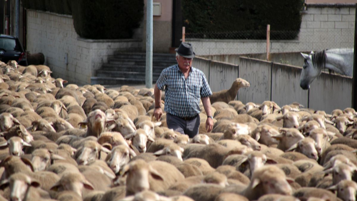 Dos millares de ovejas merinas atraviesan la ciudad de León en trashumancia hasta la comarca de Luna