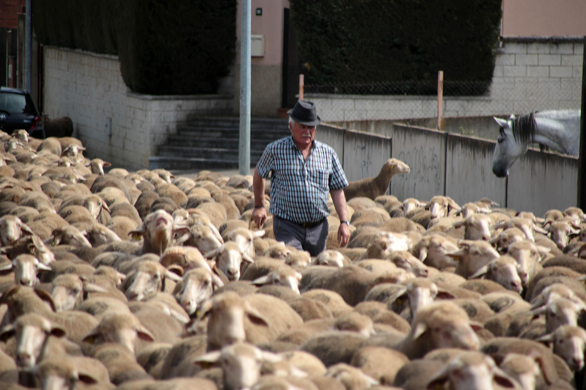 Ovejas merinas atraviesan la ciudad León para pasar el verano en el Puerto de Fontanales