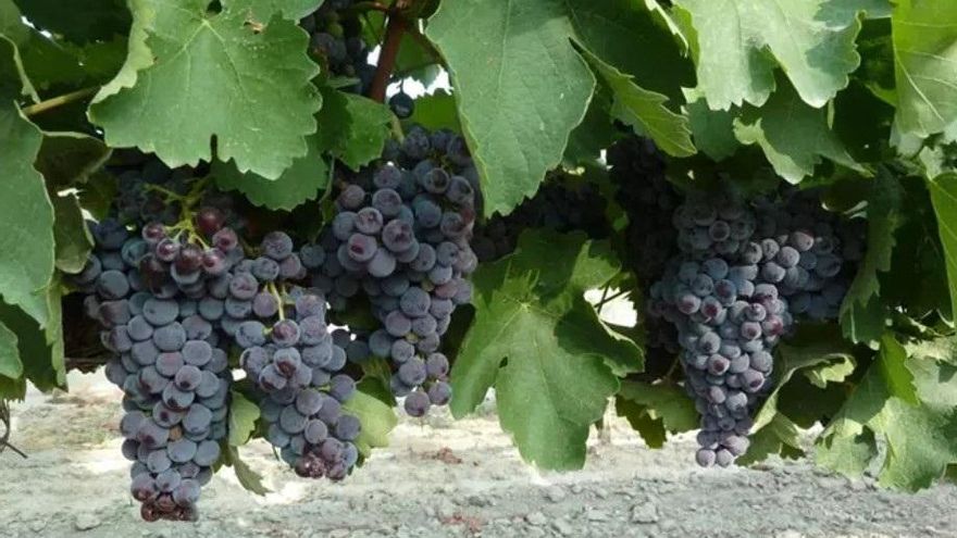 Aragón justifica su rechazo a la vendimia en verde por la oposición de los consejos reguladores