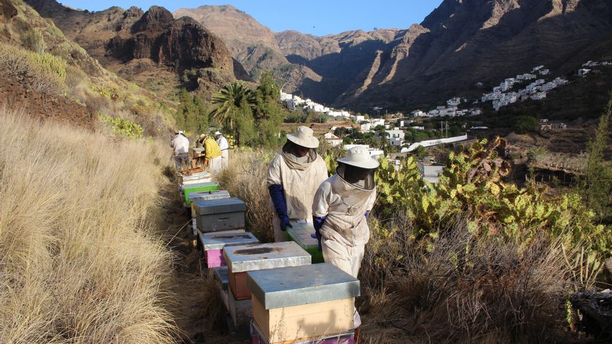 La abeja negra canaria: miel de premio de una raza amenazada