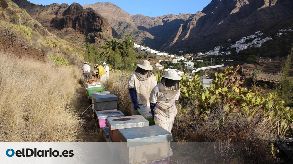 Una organización de apicultores se queja de que la mitad de las ayudas del Gobierno canario no llegan