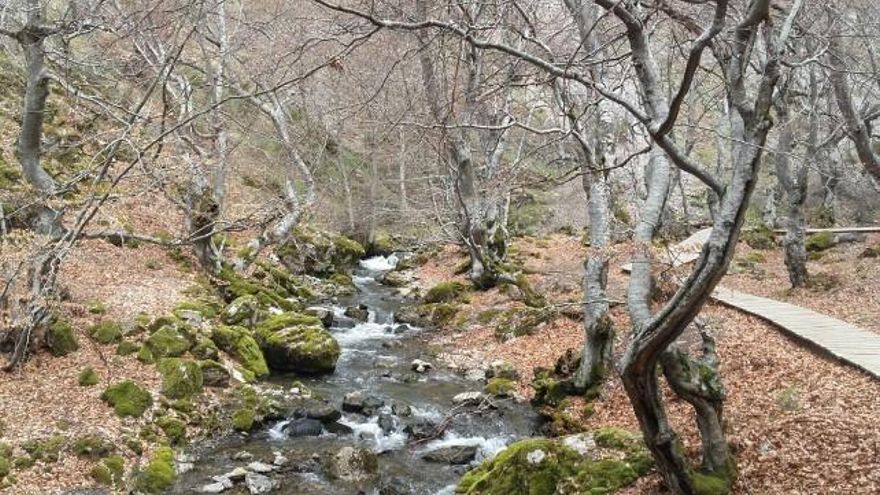El Faedo. Autora: Rosa M. Velázquez.