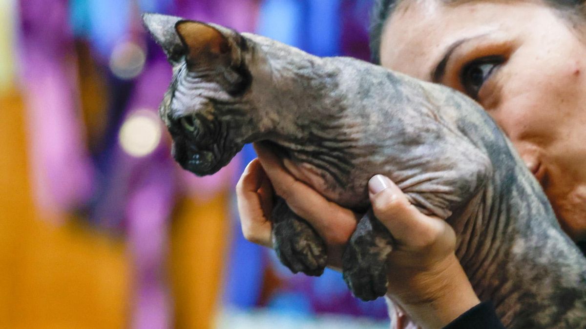 Sección felina en Espacio Mascotas