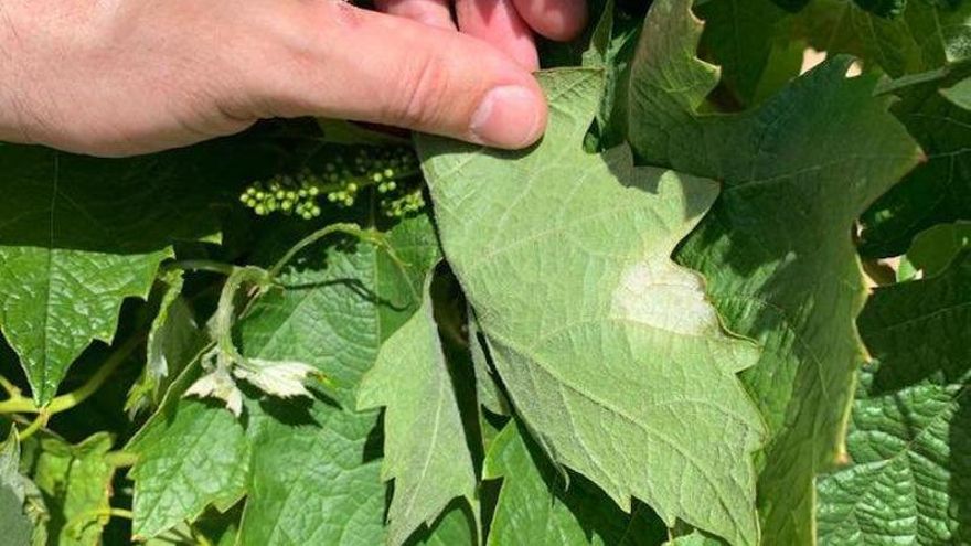 La aparición del mildiu se adelanta y la primera mancha ha aparecido en Alfaro