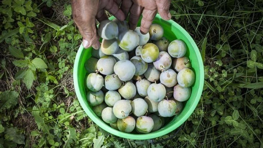 Una historia de resistencia y cooperativismo en torno a una fruta riojana