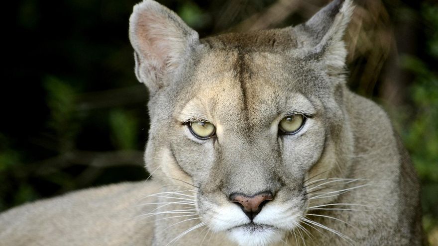 El tráfico ilegal maltrata y vende pumas para garantizarles trofeos a los cazadores en Argentina