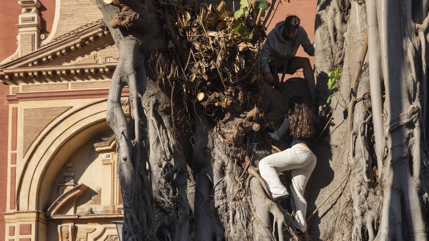 Una persona sube al árbol ayudada por otra de las que ya estaba arriba.