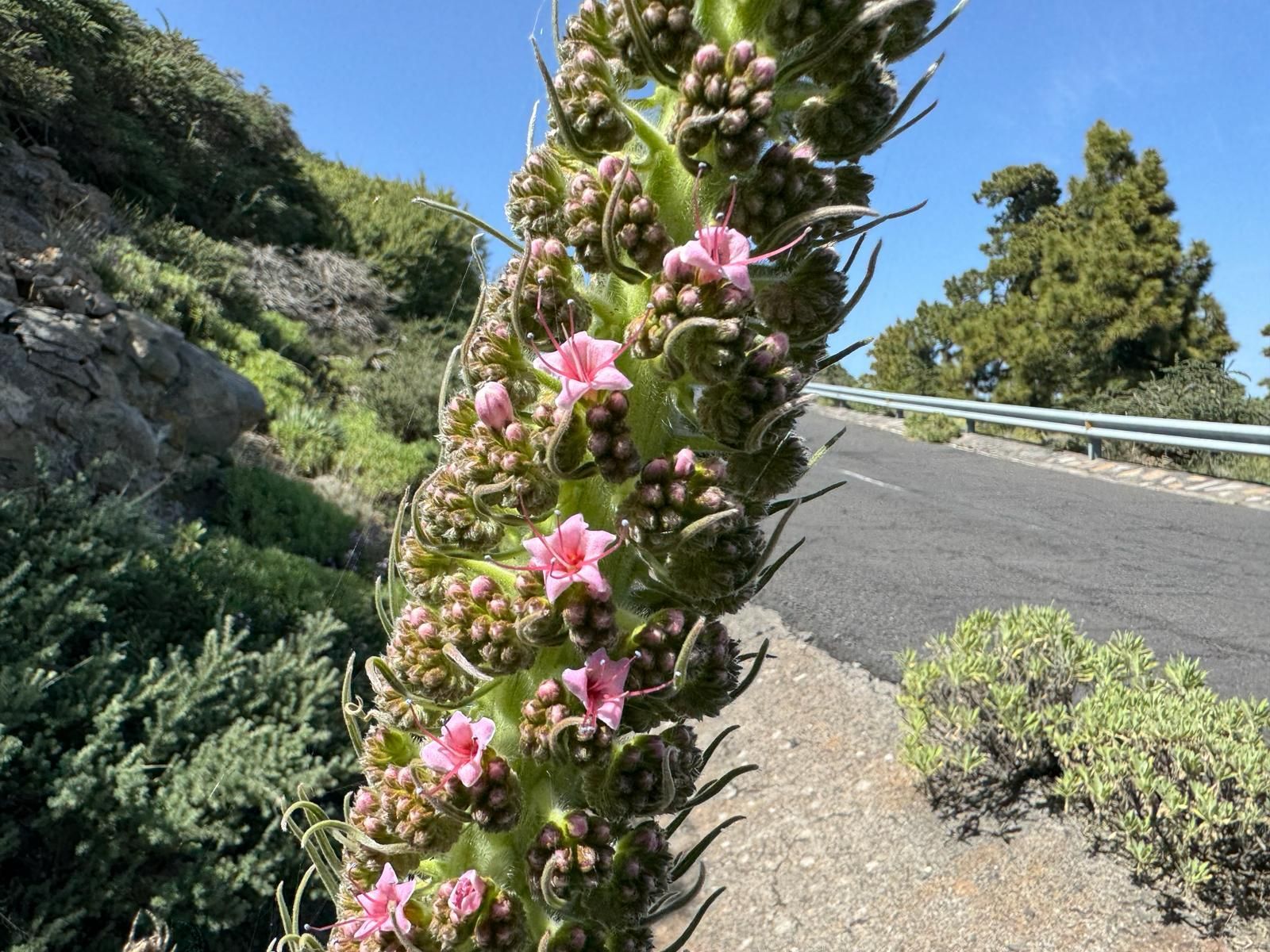 Los tajinastes rosados han comenzado a florecer en las cumbres de La Palma. Foto: ÁNGEL PALOMARES