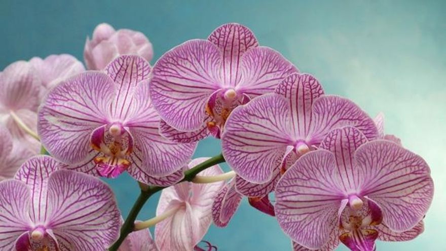 Cómo hacer que las orquídeas vuelvan a florecer