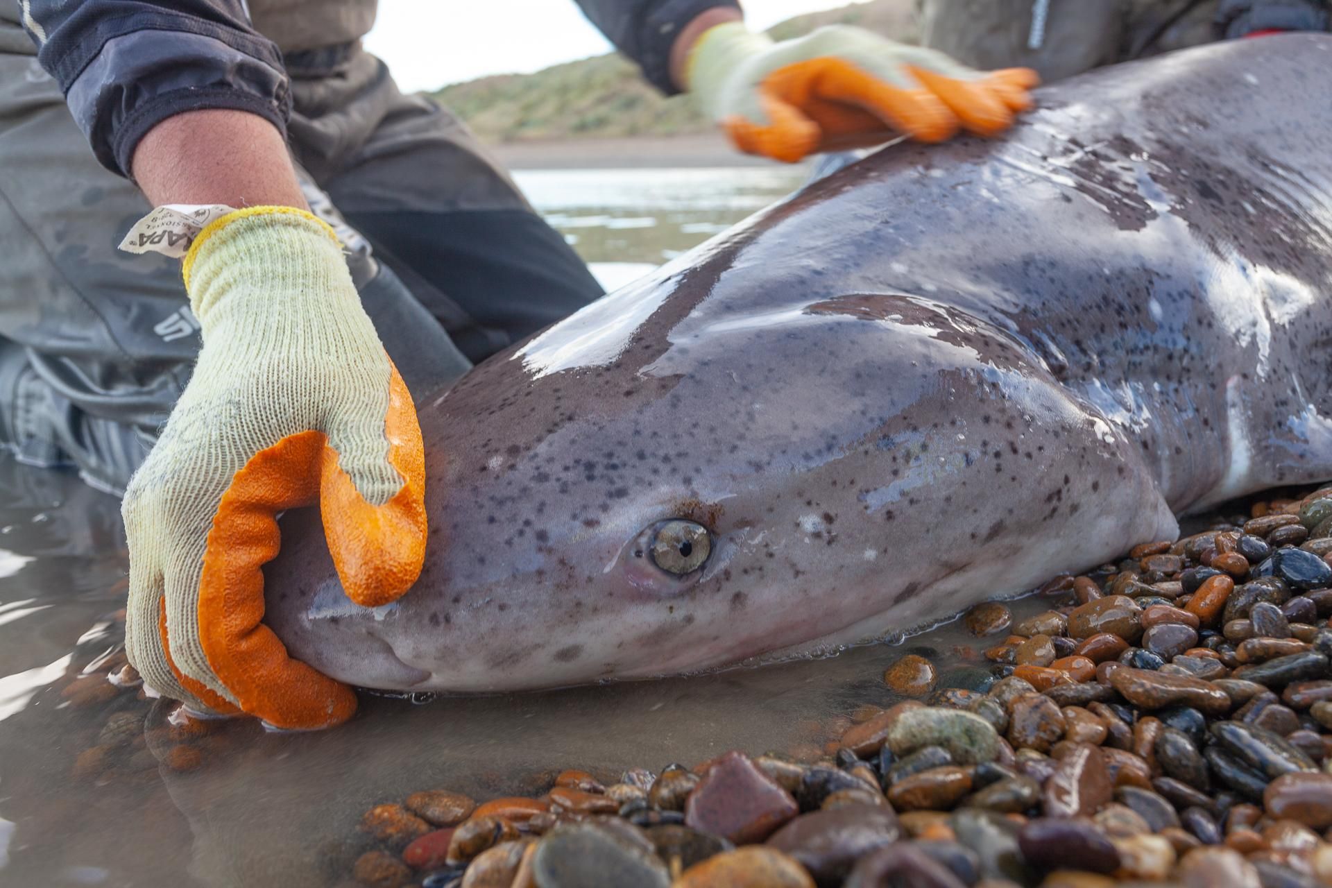 Muestreo de gatopardo en Caleta Valdés (Chubut), de la mano de ProyectoArrecife y con la colaboración de Temaikén