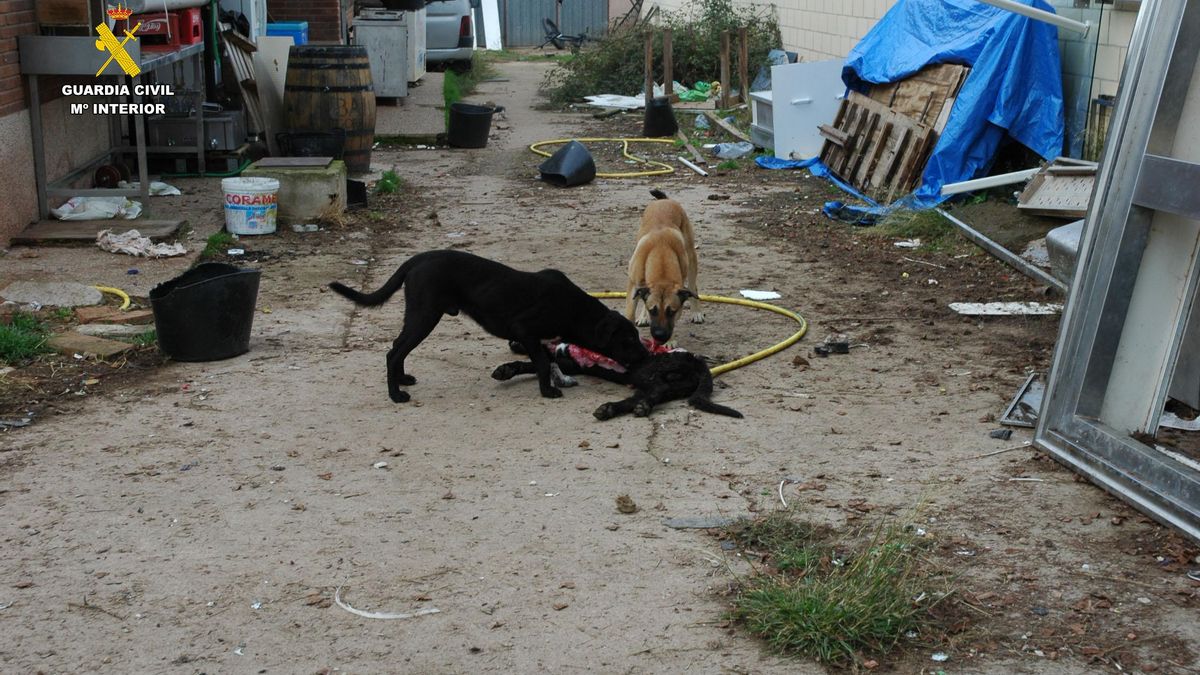 El SEPRONA localiza una parcela con 7 perros en condiciones higiénicas deplorables, sin agua ni alimento en Albelda