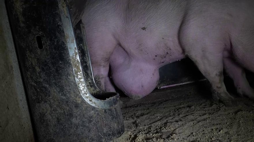 La Junta de Castilla y León investigará la granja de cerdos de Burgos tras la denuncia por maltrato animal