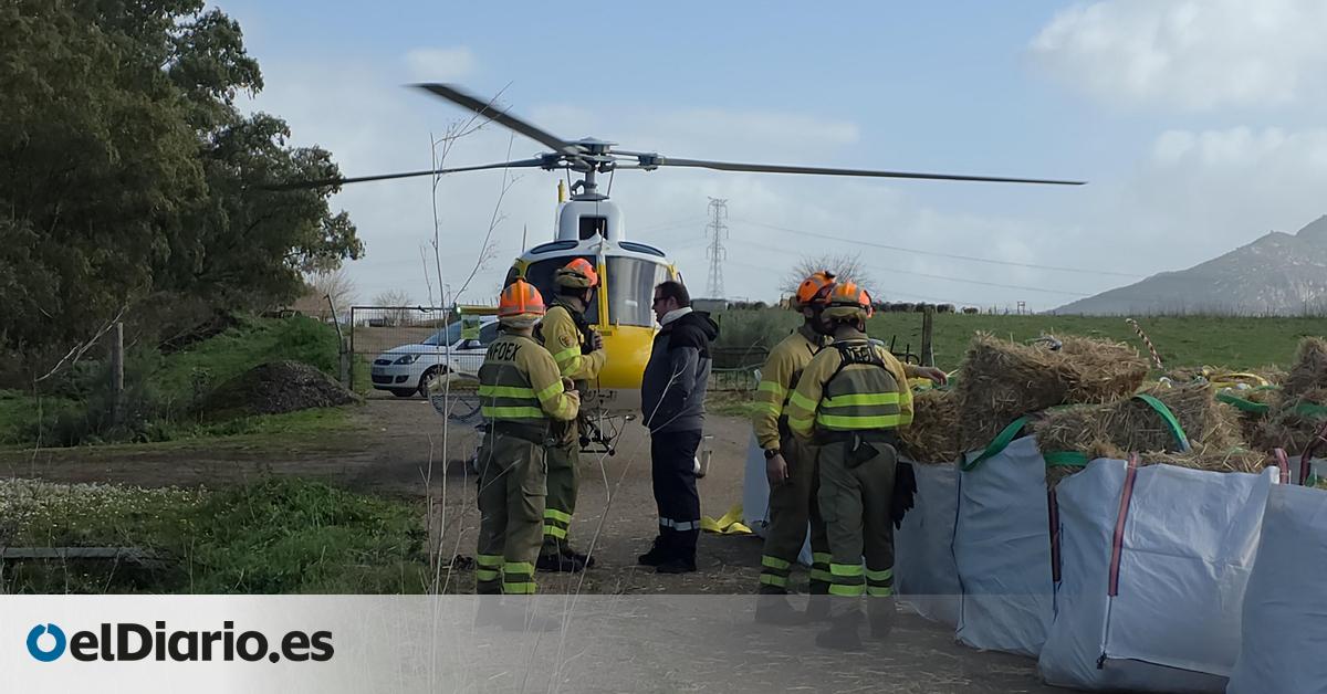 Un helicóptero de la Junta de Extremadura lleva comida a medio millar de ovejas aisladas por las lluvias desde hace una semana