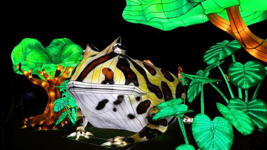 Fotografía cedida por Jungle Island donde se muestra una gigante rana luminosa en la exhibición "Luminosa, festival de las luces" que se ofrecerá en este popular parque de eco-aventura de Miami (Florida, EE.UU.) del 5 de octubre de 2019 al 8 de enero de 2020.