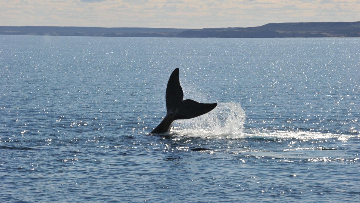 La ballena franca austral, una de las especies principales del Golfo San Matías.